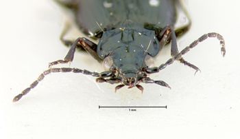 Media type: image;   Entomology 34746 Aspect: head frontal view